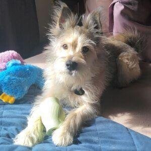 Lisa Columbo's dog, Wiley