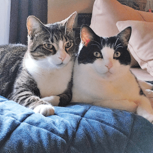 Lisa Columbo's two cats